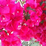 Hotel apartamentowy Athina Nydri (Lefkada)