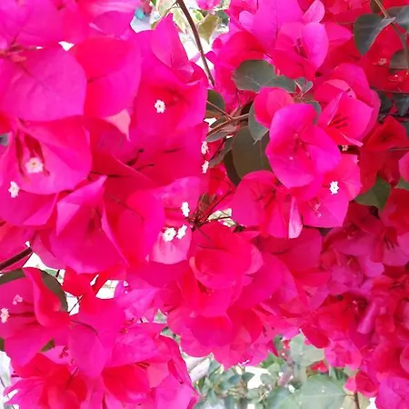 Hotel apartamentowy Athina Nydri (Lefkada)